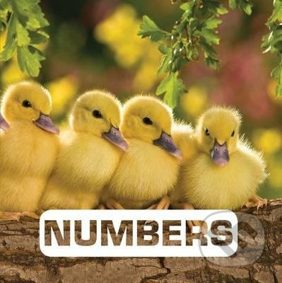 Numbers - Judith Nouvion - kniha z kategorie Pro děti