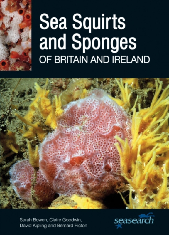 Sea Squirts and Sea Sponges of Britain and Ireland - Bernard Picton, Sarah Bowen, David Kipling, Claire Goodwin