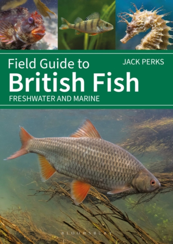 Field Guide to British Fish, Freshwater and Marine Bloomsbury Publishing PLC