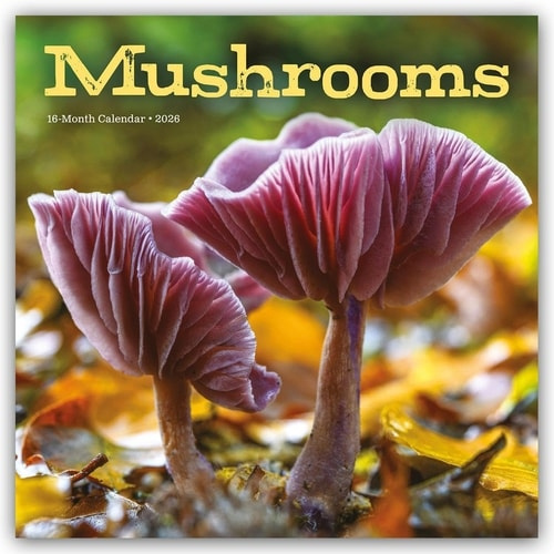 Mushrooms Square Wall Sunday Start Calen CAROUSEL CALENDARS 2026