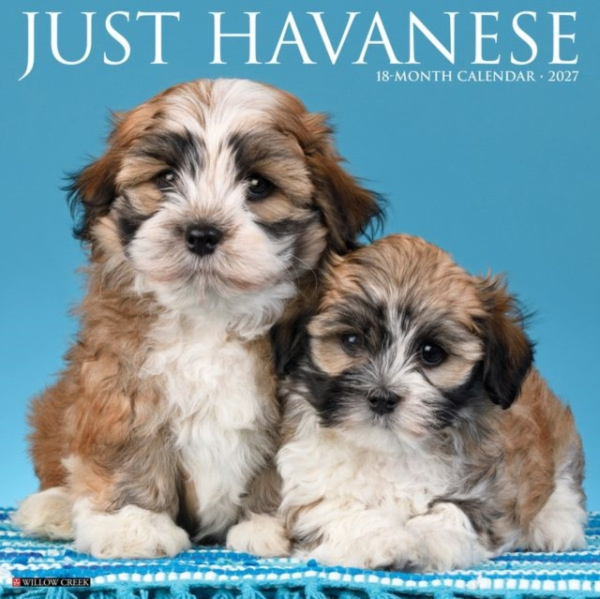 Havanese 2027 Wall Willow Creek Press