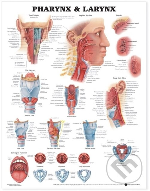 Pharynx & Larynx Anatomical Chart - Anatomical Chart Com - kniha z kategorie Medicína