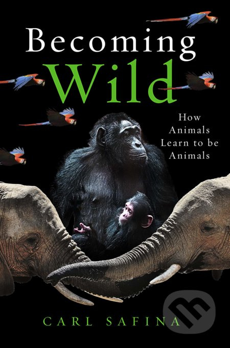 Becoming Wild (How Animals Learn to be Animals) - Carl Safina - kniha z kategorie Přírodní vědy a technika