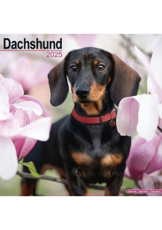Dachshund Calendar 2025 Square Dog Breed Wall Calendar - 16 Month Avonside Publishing Ltd