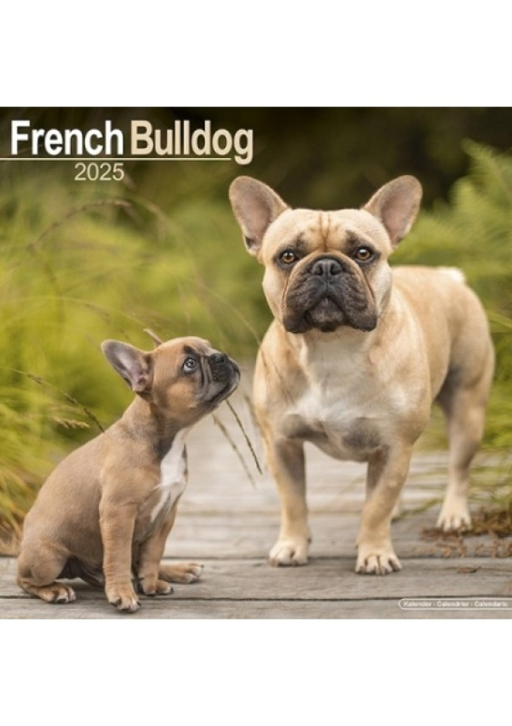 French Bulldog Calendar 2025 Square Dog Breed Wall Calendar - 16 Month Avonside Publishing Ltd