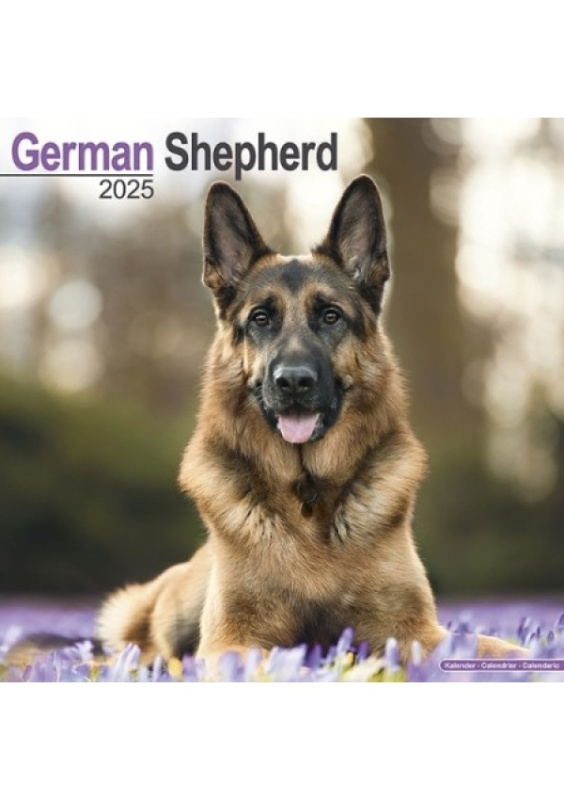 German Shepherd Calendar 2025 Square Dog Breed Wall Calendar - 16 Month Avonside Publishing Ltd