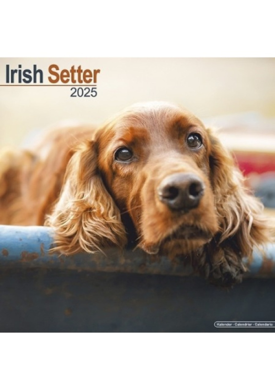 Irish Setter Calendar 2025 Square Dog Breed Wall Calendar - 16 Month Avonside Publishing Ltd