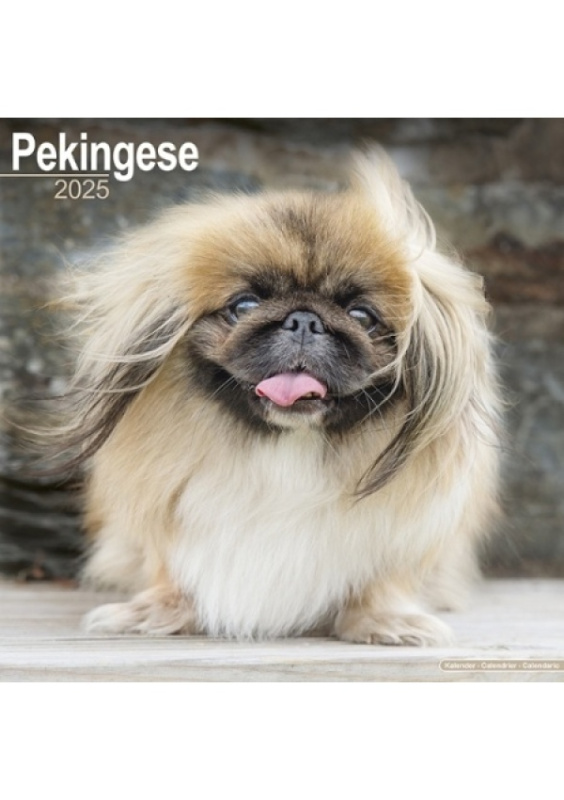 Pekingese Calendar 2025 Square Dog Breed Wall Calendar - 16 Month Avonside Publishing Ltd