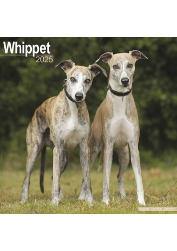Whippet Calendar 2025 Square Dog Breed Wall Calendar - 16 Month Avonside Publishing Ltd
