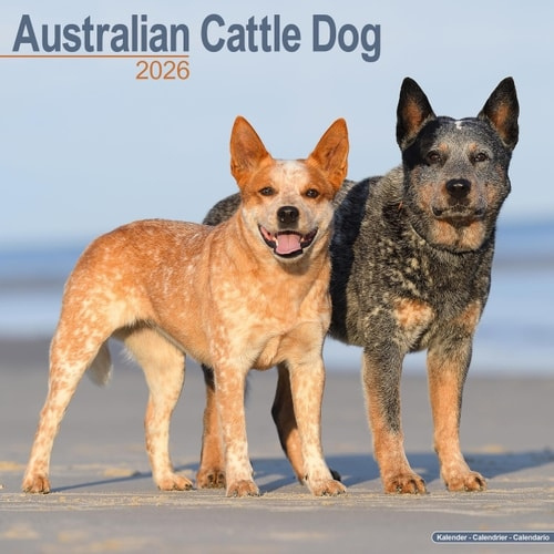 Australian Cattle Dog Calendar 2026  Square Dog Breed Wall Calendar - 16 Month Avonside Publishing Ltd