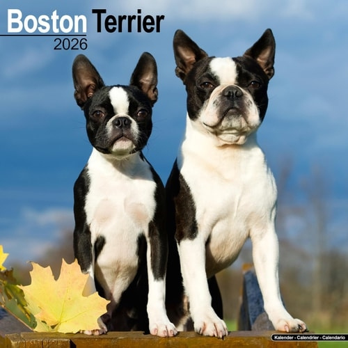 Boston Terrier Calendar 2026  Square Dog Breed Wall Calendar - 16 Month Avonside Publishing Ltd