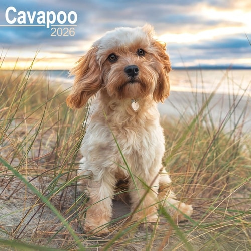 Cavapoo Calendar 2026 Square Dog Breed Wall Calendar - 16 Month Avonside Publishing Ltd