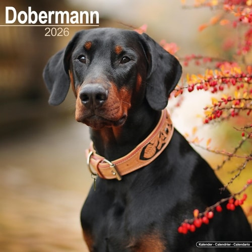 Dobermann (Euro) Calendar 2026  Square Dog Breed Wall Calendar - 16 Month Avonside Publishing Ltd