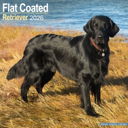 Flatcoated Retriever Calendar 2026  Square Dog Breed Wall Calendar - 16 Month Avonside Publishing Ltd