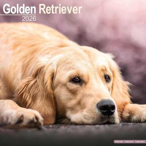 Golden Retriever Calendar 2026  Square Dog Breed Wall Calendar - 16 Month Avonside Publishing Ltd