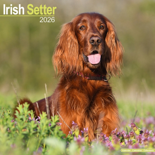 Irish Setter Calendar 2026  Square Dog Breed Wall Calendar - 16 Month Avonside Publishing Ltd