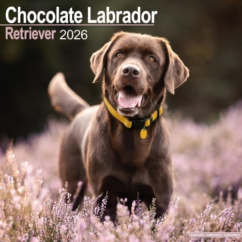 Chocolate Labrador Retriever Calendar 2026  Square Dog Breed Wall Calendar - 16 Month Avonside Publishing Ltd