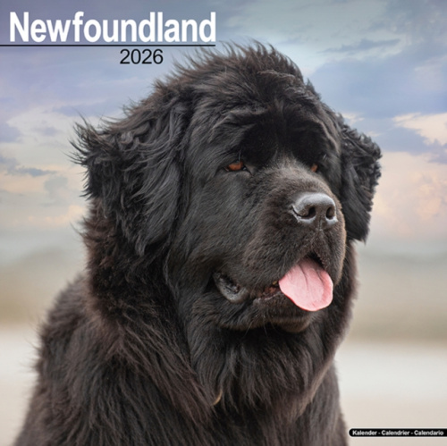 Newfoundland Calendar 2026  Square Dog Breed Wall Calendar - 16 Month Avonside Publishing Ltd