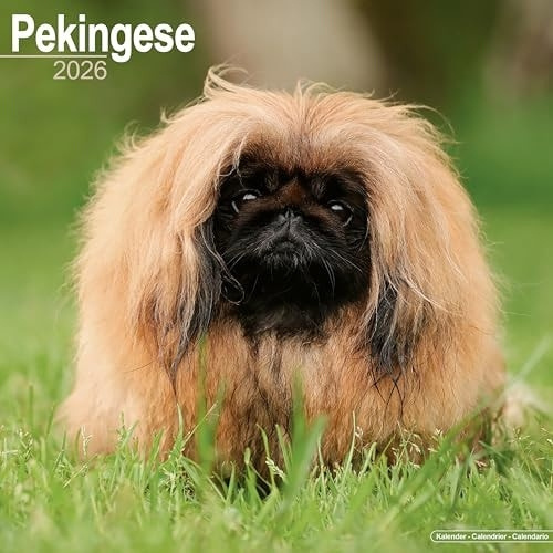 Pekingese Calendar 2026  Square Dog Breed Wall Calendar - 16 Month Avonside Publishing Ltd