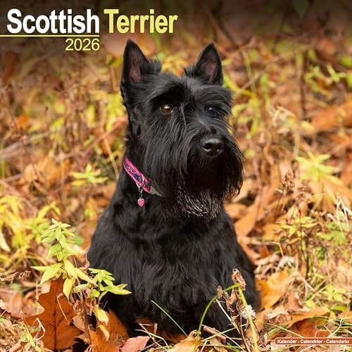 Scottish Terrier Calendar 2026  Square Dog Breed Wall Calendar - 16 Month Avonside Publishing Ltd