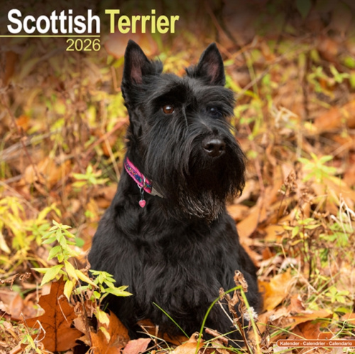 Scottish Terrier Calendar 2026  Square Dog Breed Wall Calendar - 16 Month Avonside Publishing Ltd
