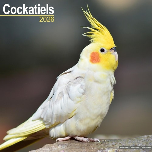 Cockatiels Calendar 2026  Square Bird Wall Calendar - 16 Month Avonside Publishing Ltd