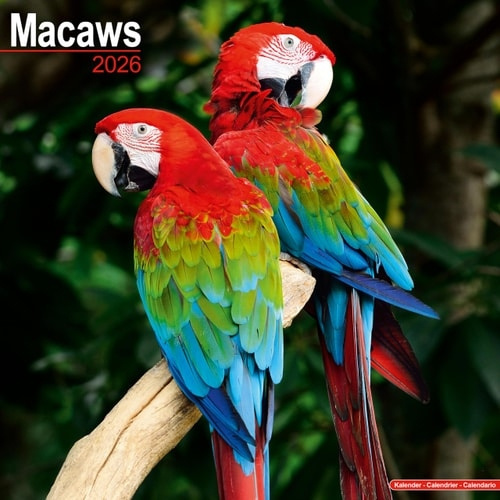Macaws Calendar 2026  Square Bird Wall Calendar - 16 Month Avonside Publishing Ltd