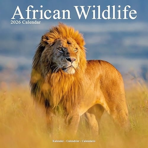 African Wildlife Calendar 2026  Square Wildlife Safari Wall Calendar - 16 Month Avonside Publishing Ltd