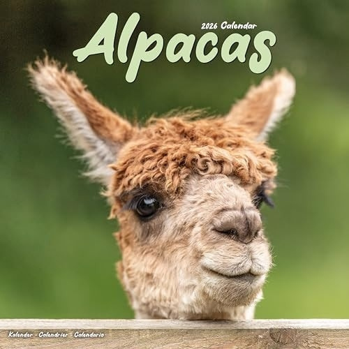 Alpacas Calendar 2026  Square Animal Wall Calendar - 16 Month Avonside Publishing Ltd