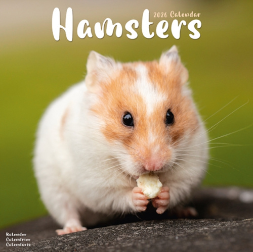 Hamsters Calendar 2026  Square Animal Wall Calendar - 16 Month Avonside Publishing Ltd