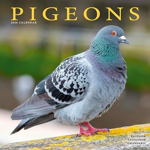 Pigeons Calendar 2026  Square Birds Wall Calendar - 16 Month Avonside Publishing Ltd