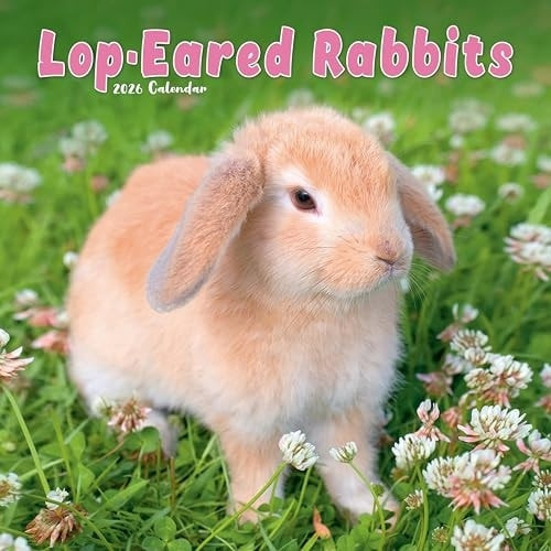 Rabbits - Lop Eared Calendar 2026  Square Animal Wall Calendar - 16 Month Avonside Publishing Ltd