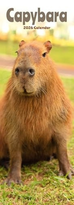 Capybara Slim Calendar 2026  Cute Slimline Calendar - 12 Month Avonside Publishing Ltd