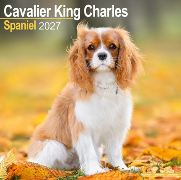 Cavalier King Charles Spaniel Wall CAROUSEL CALENDARS 2027