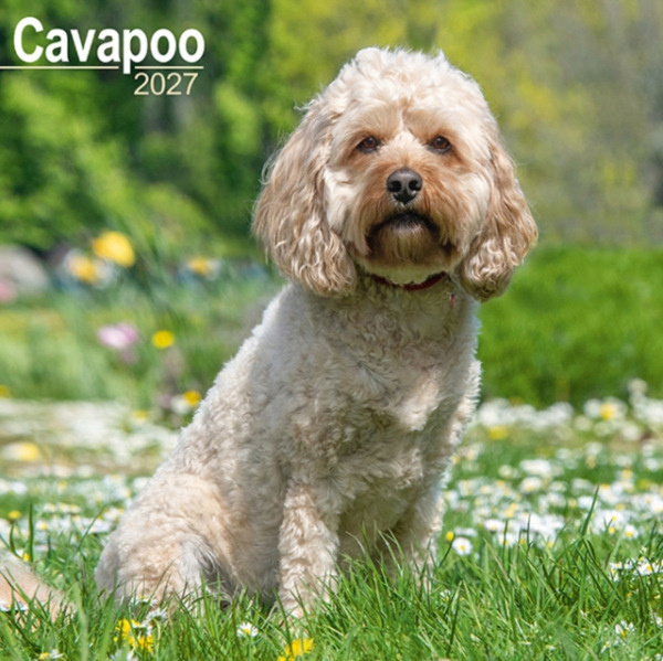 Cavapoo Wall CAROUSEL CALENDARS 2027