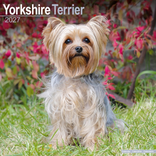 Yorkshire Terrier Wall AVONSIDE CALENDARS 2027