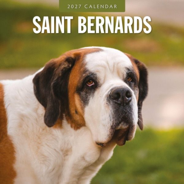Red Robin Publishing Ltd. Saint Bernards 2027 Square Wall Calendar - RED ROBIN