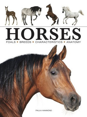 Horses Amber Books Ltd