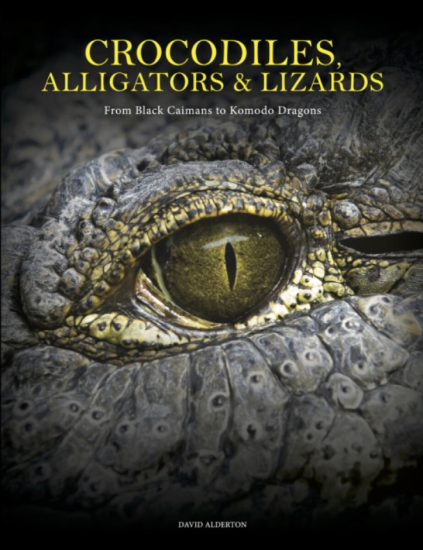 Crocodiles, Alligators a Lizards, From Black Caimans to Komodo Dragons Amber Books Ltd