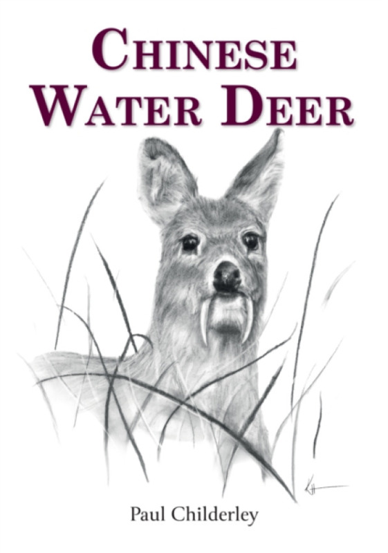 Chinese Water Deer - Paul Childerley