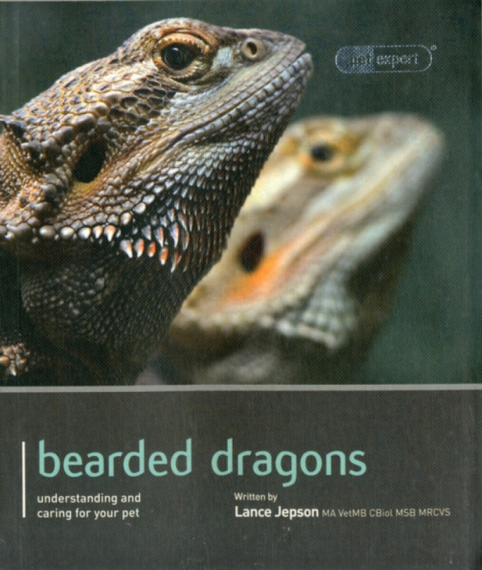 Bearded Dragon - Lance Jepson
