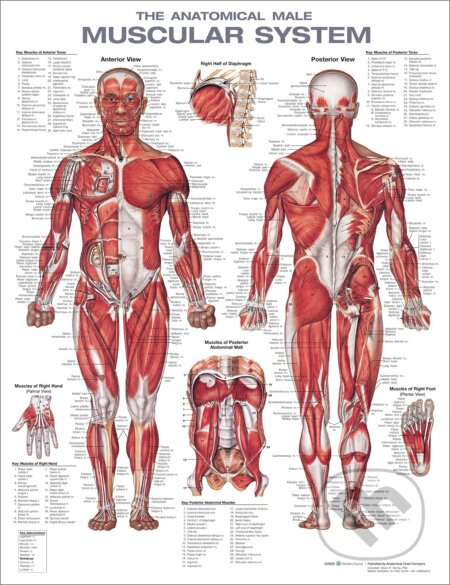 The Anatomical Male Muscular System Anatomical Chart - kniha z kategorie Vysoké školy