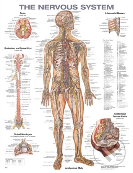 The Nervous System Anatomical Chart - Acc
