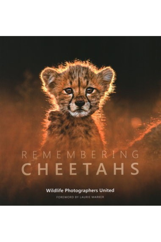 Remembering Cheetahs Remembering Wildlife