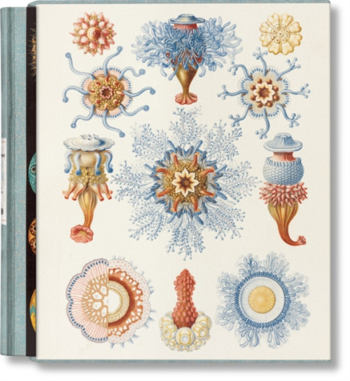The Art and Science of Ernst Haeckel - Rainer Willmann, Julia Voss