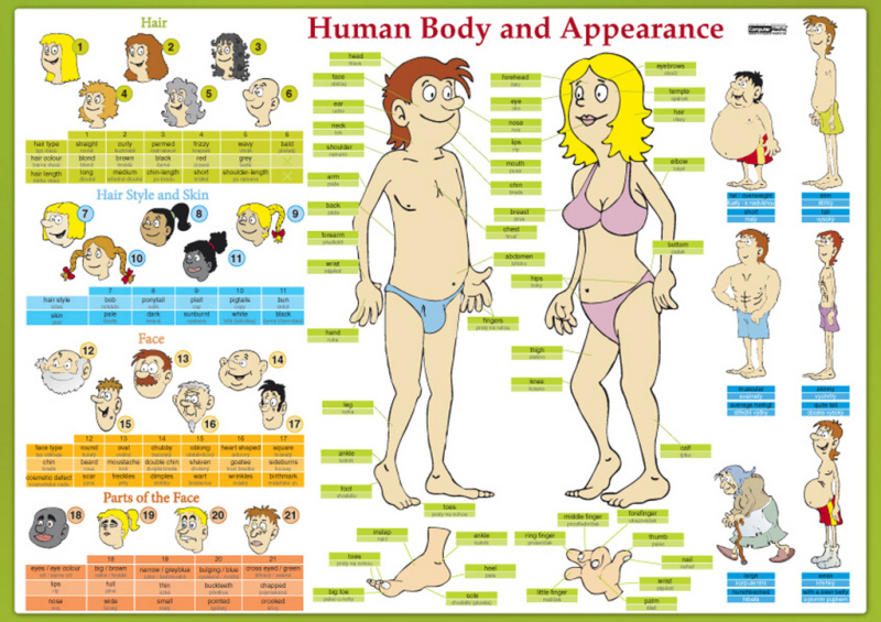 Human Body and Appearance / Lidské tělo (Naučná karta) - kniha z kategorie Cizí jazyky