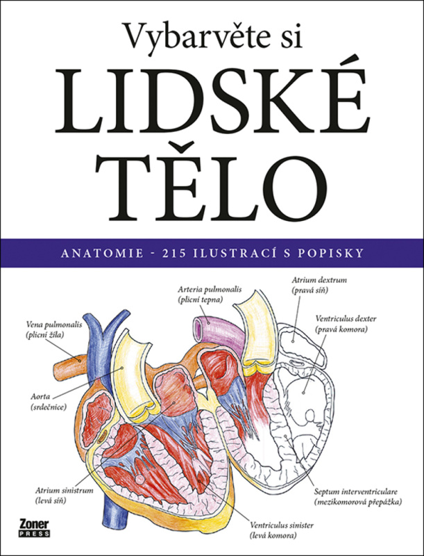 Vybarvěte si - Lidské tělo
