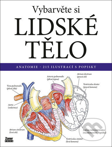 Vybarvěte si - Lidské tělo