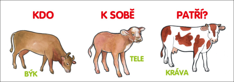 Kdo k sobě patří?