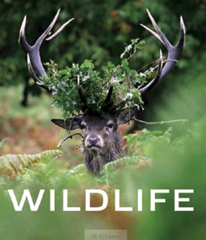 Wildlife - kniha z kategorie Omalovánky, vystřihovánky, papír